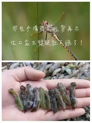 蜻蜓成长记:卵到成虫奇迹