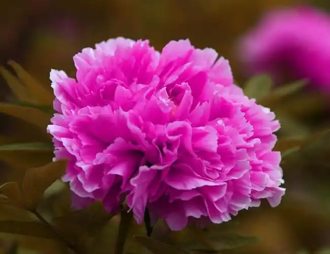 (*^_^*)七彩牡丹10张(*^_^*)旭在东北百度博客(*^_^*)