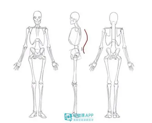 人在站立的情况下他的身体也是有一定这个曲线的人物站姿怎么画?