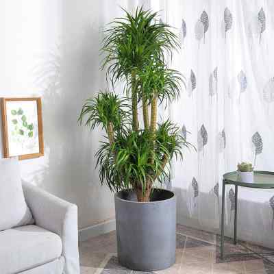 客厅适合摆放大型龙血树吗,客厅适合摆放大型龙血树吗风水好吗