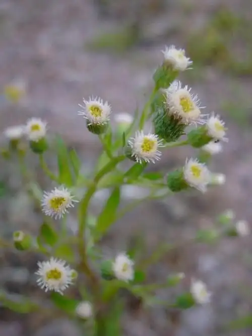 erigeron acer【科    属】菊科飞蓬属【花    语】自信与坚韧#花语