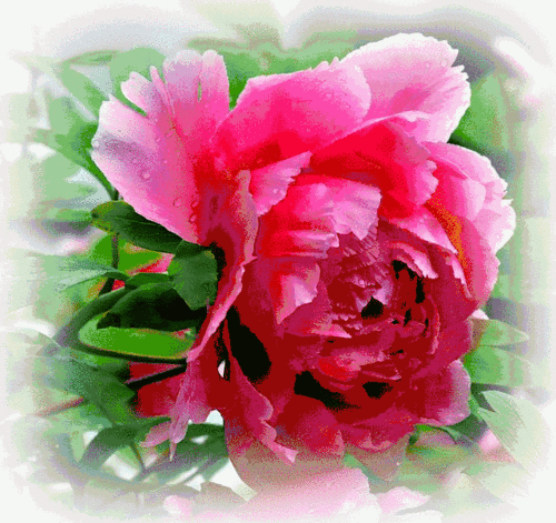 唯有牡丹真国色 花开时节动申城!一大波牡_360图片