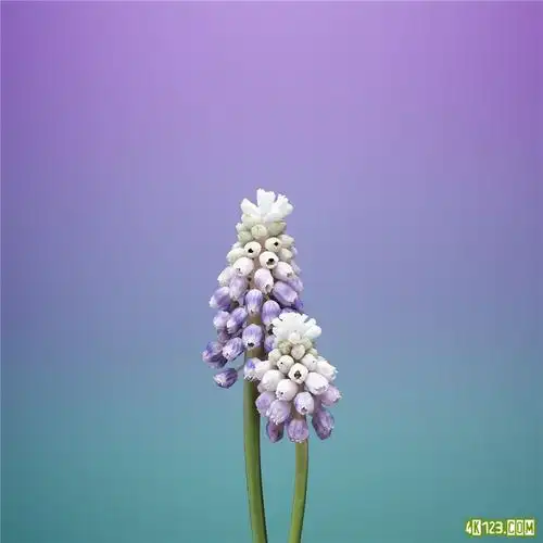 ios11 苹果iphone 8原生壁纸下载