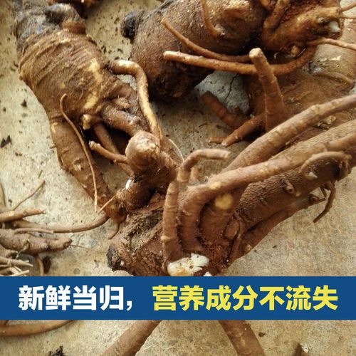新鲜当归3斤云南文山当归整归现挖野外药当归云归土当归甜当归 归非甜