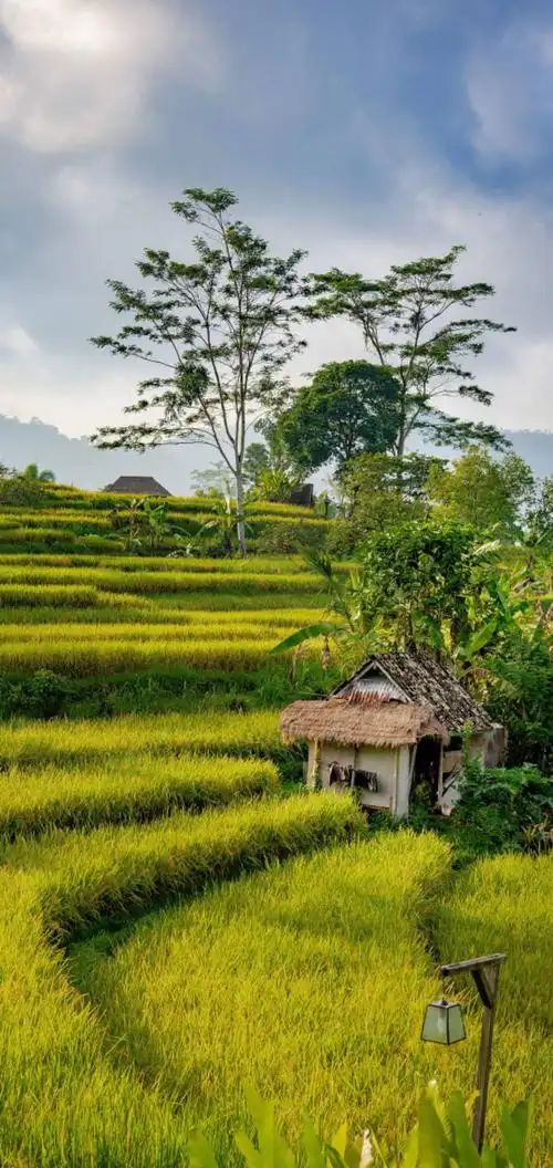自然的小村庄,在带上附近的青草,显的十分钟淡雅