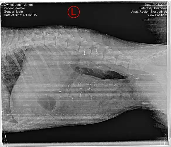 【求助】请问有会看x光片的吗?或者根据狗狗情况提供一些信息.