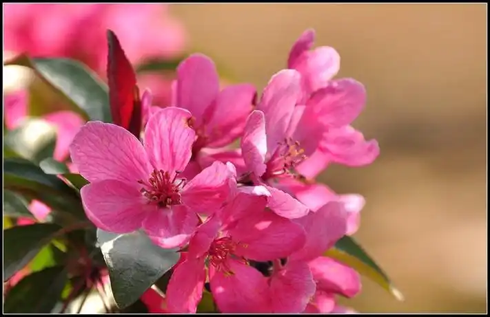 【原摄】北美海棠"丰盛"