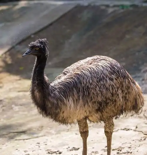 解锁最美的珍稀动物开启澳大利亚的奇妙之旅