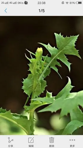 田间地头山苦菜,花自飘零人自爱.