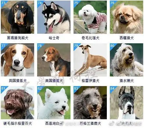 狗狗的品种大全,智商排名,不懂的看看#野驴叔叔