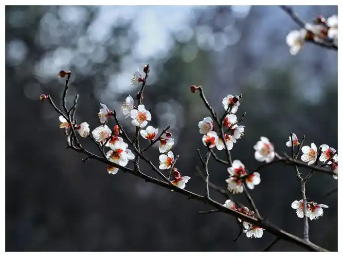 白梅花疑是冬雪尚未消