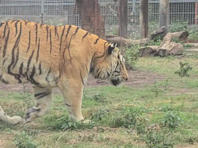 【新8k30帧超高清】广东东莞香市动物园的老虎2