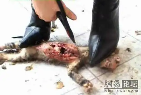 网络惊现,又发现一个踩猫的恶女,比上次那个更恶毒