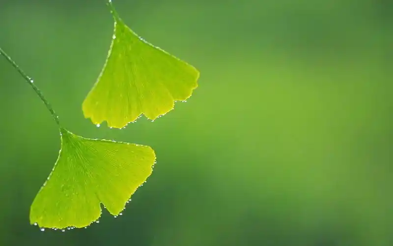 清新绿色护眼好看壁纸_唯美简单好看壁纸