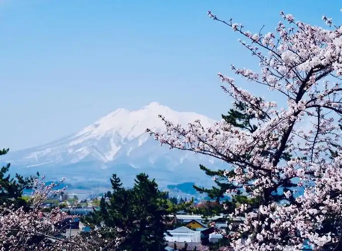 日本东北的春日樱花