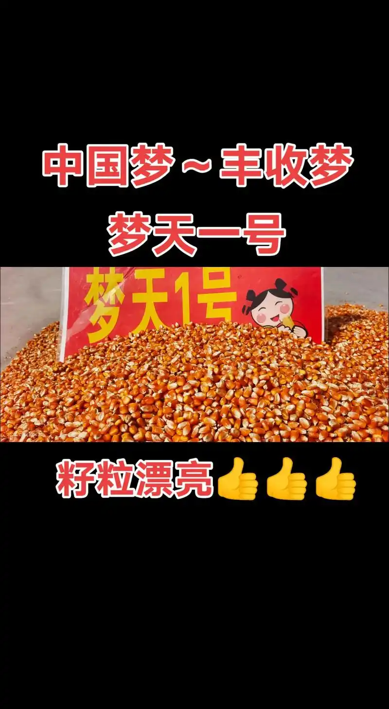 完美919191#紫杆紫叶 #高产玉米种子 #田间地头 #服 - 抖音