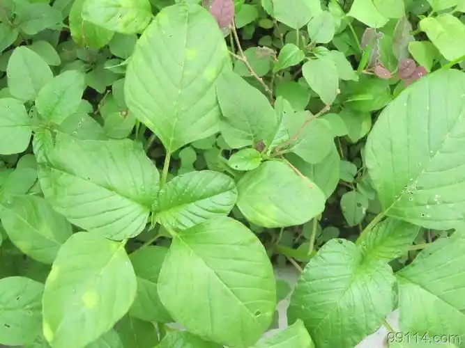 野生菜-大圆叶青苋菜种子