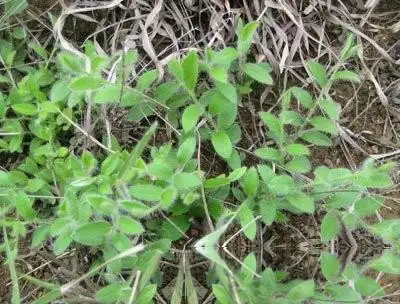 白毛草_中药大全