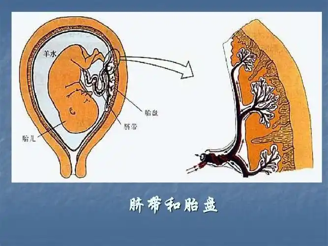 脐带和胎盘