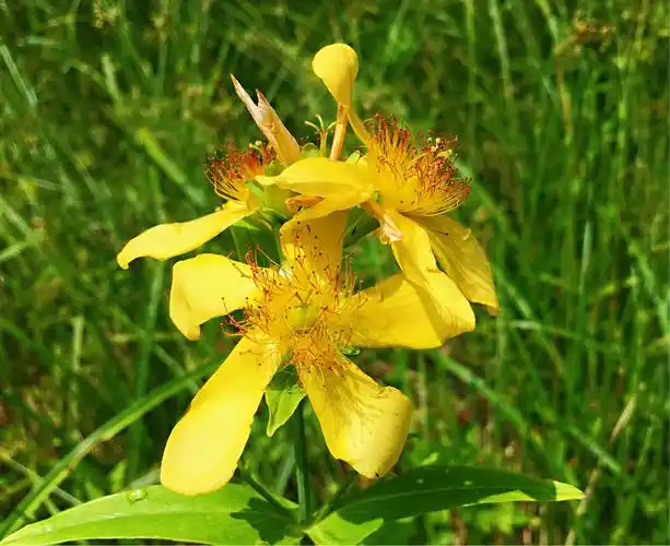 长白山植物与菌类篇