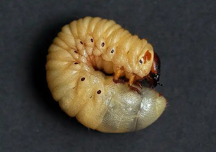 双叉犀金龟&nbsp;3龄幼虫&nbsp;&nbsp;&nbsp; br>