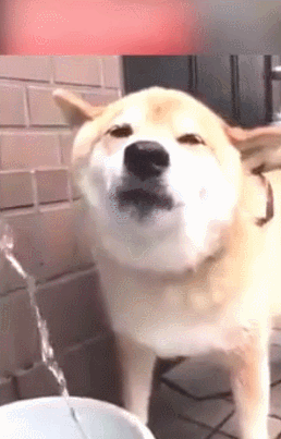 狗狗的这表情真的差点亮瞎主人,简直非常不可思议.