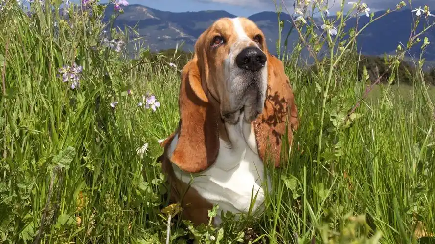 巴吉度名犬高清图片合集电脑桌面壁纸下载第二辑