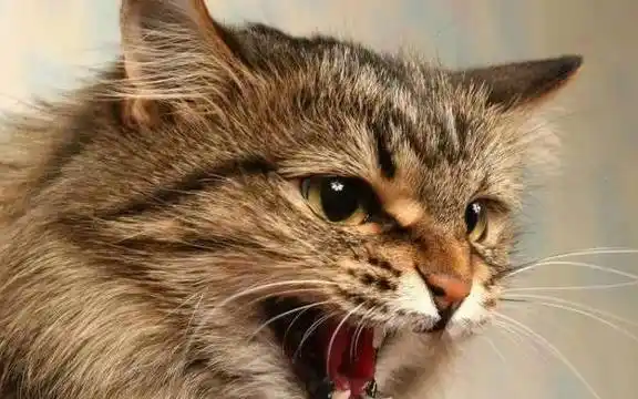 野猫疯狂惨叫声为什么?_猫咪_进行_身体