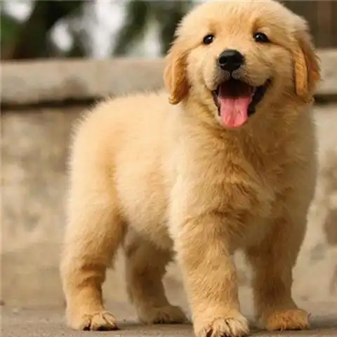 金毛犬活体纯种金毛枫叶红金毛沙滩金金毛巡回犬狗狗活体金毛幼犬