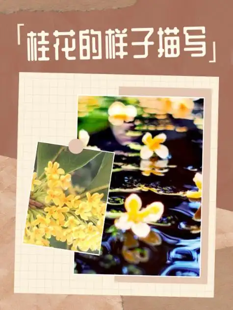 桂花有四片花瓣,中间的花蕊是淡黄色的,像倒挂的金钟.