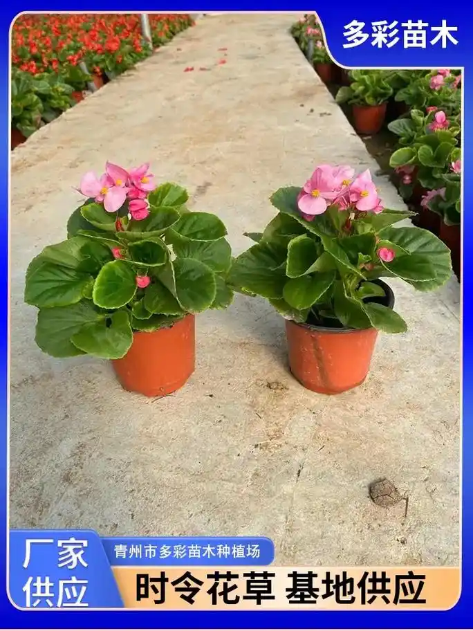 宜昌四季海棠多少钱,选择多彩苗木种植场,自家苗圃,种类多样, - 抖音