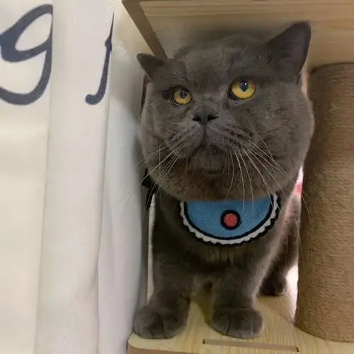 蓝猫弟弟1300四个多月 美短弟弟