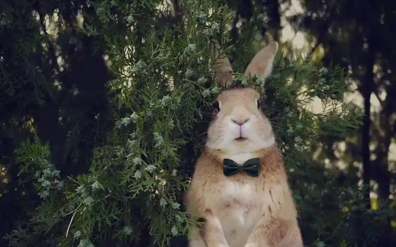 可爱清新小灰兔桌面壁纸下载高清大图预览1920×1200_动物壁纸下载_美