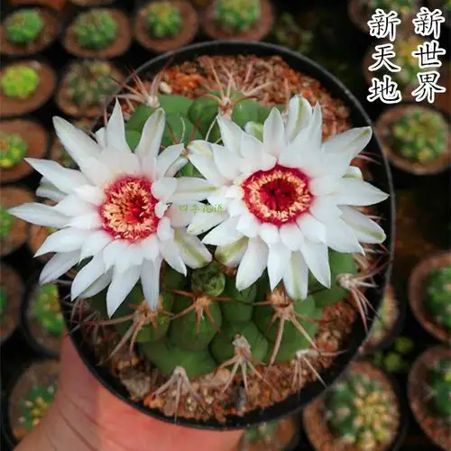 新天地仙人球 开花强刺狂刺仙人球 多肉植物绯花玉玉翁金钱豹包邮