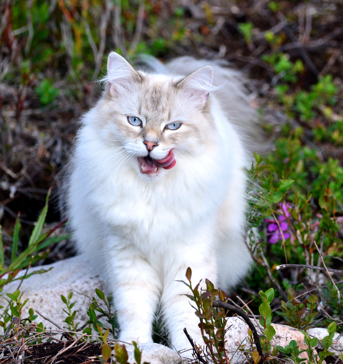 什么品种的猫长得漂亮