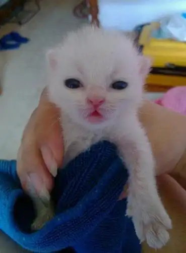 捡到一只刚出生的小奶猫小心翼翼照顾几天后主人彻底萌化了