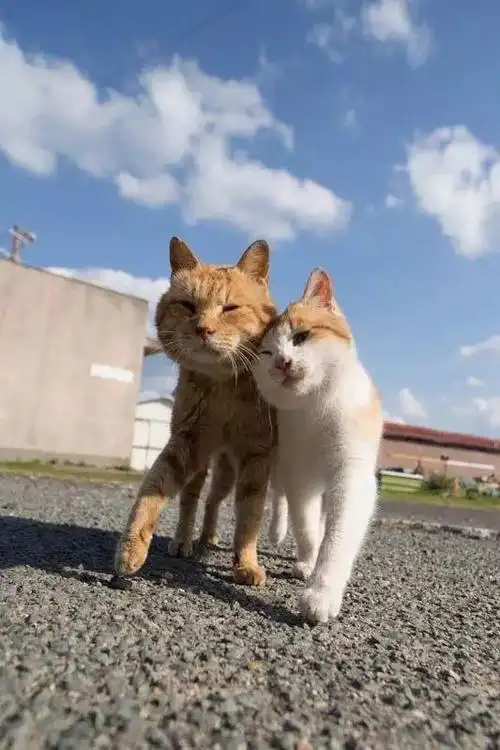 一对恩爱的喵夫妻!走到哪儿,秀到哪儿!