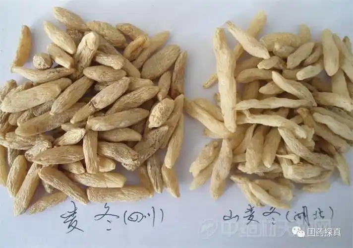 麦冬山麦冬系列的鉴别辨点