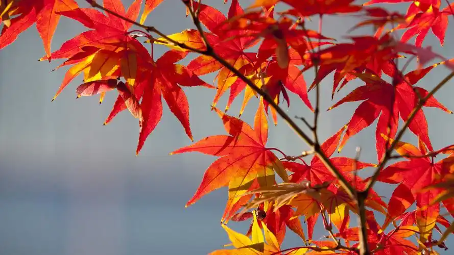 图集:分享秋天最美的枫叶壁纸,欢迎收藏! - 知乎