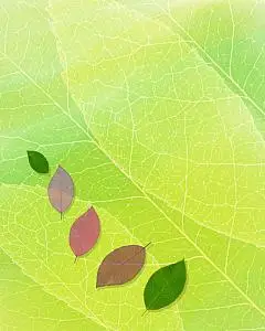 绿色清晰背景素材_绿色清晰背景图片下载_觅元素