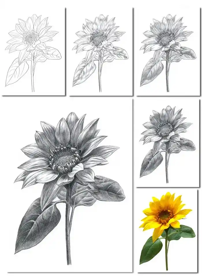 素描绘画花卉绘画部分作品步骤