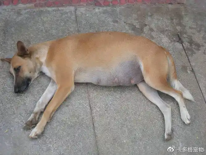 小狗怀孕多久狗狗怀孕多久会生