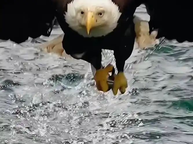 大鹏展翅,精彩瞬间#老鹰