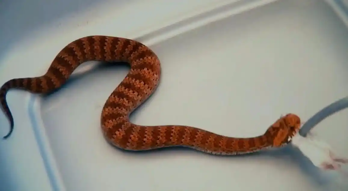 响尾蛇,排行里面唯一来自美国的蛇;响尾蛇是通过尾巴顶端的响环来识别