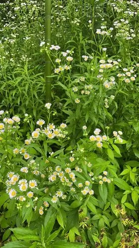 飞蓬草,清新之美.