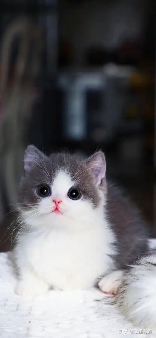 英短蓝白多少钱一只? - 知乎