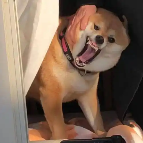 沙雕头像 | 没文化太可怕了_微信_姓氏_壁纸