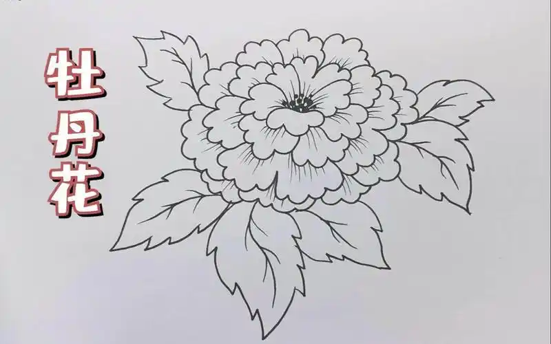 牡丹花的简笔画国画牡丹的画法