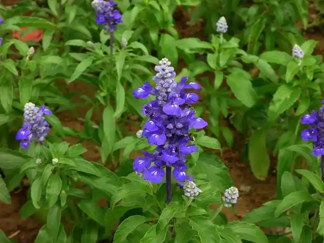 蓝花鼠尾草