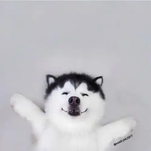 用笑容感染全世界的狗狗总眯着眼微笑的哈士奇